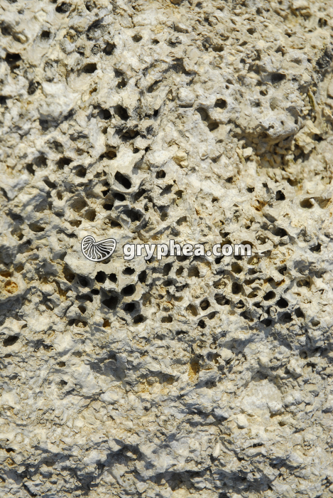 Corail pointe du Chaix - gryphea.com